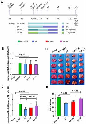 Electroacupuncture Inhibits Neuronal Autophagy and Apoptosis via the PI3K/AKT Pathway Following Ischemic Stroke